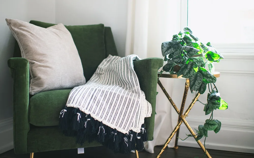 Plants that suit a north-facing room